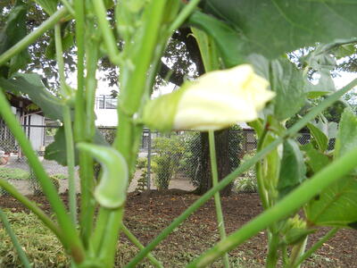 オクラの花が咲きました！